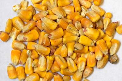 Dried corn before and after being processed by a Centrifugal Impact Mill.